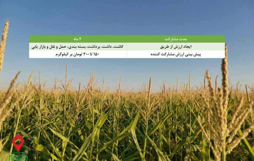 باغ بازار ذرت علوفه ای رومرز