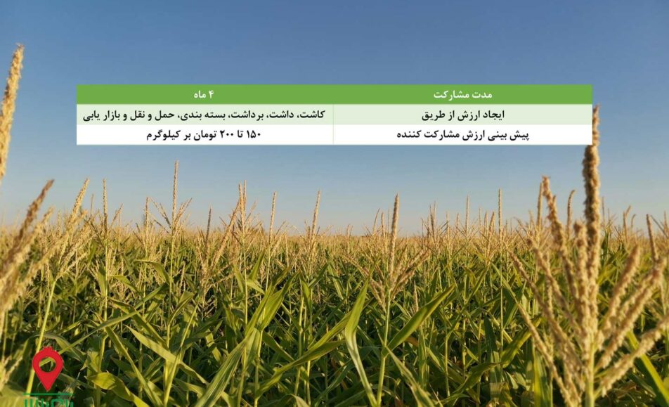 باغ بازار ذرت علوفه ای رومرز