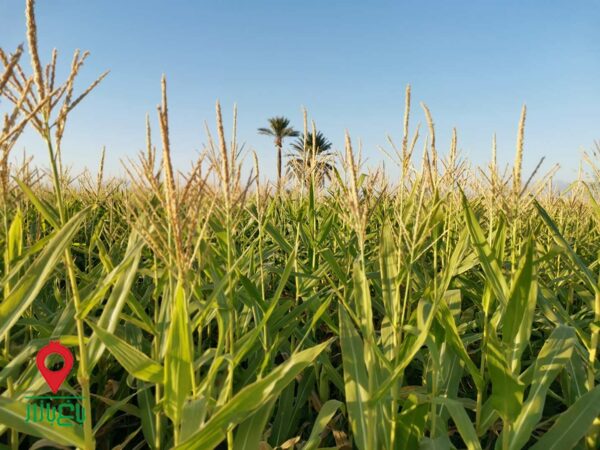 باغ بازار ذرت علوفه ای رومرز باغ بازار ذرت علوفه ای رومرز