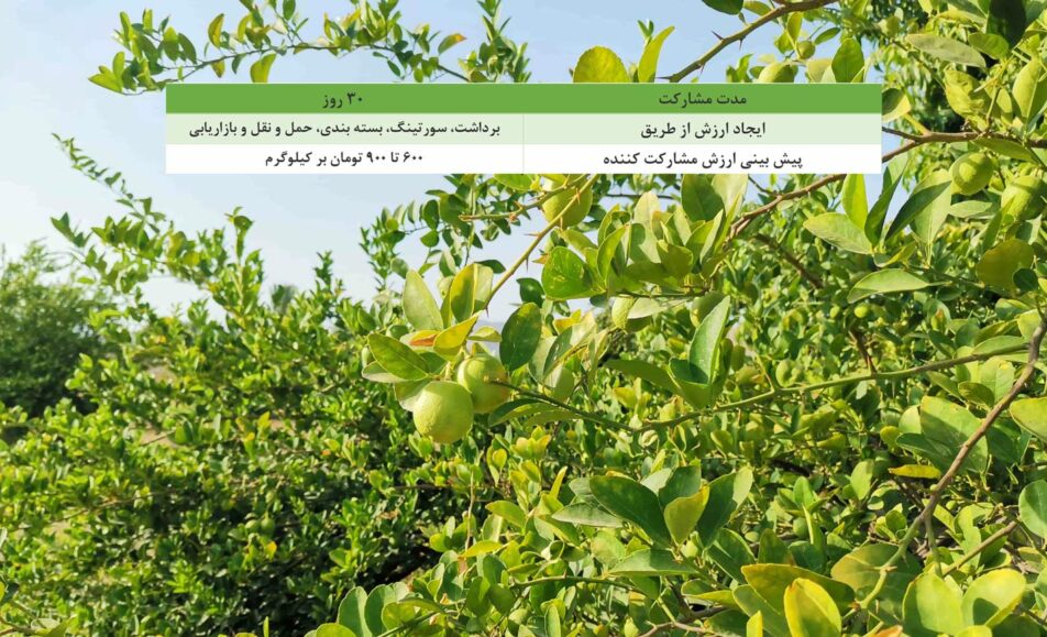 باغ بازار لیمو ترش منوجان