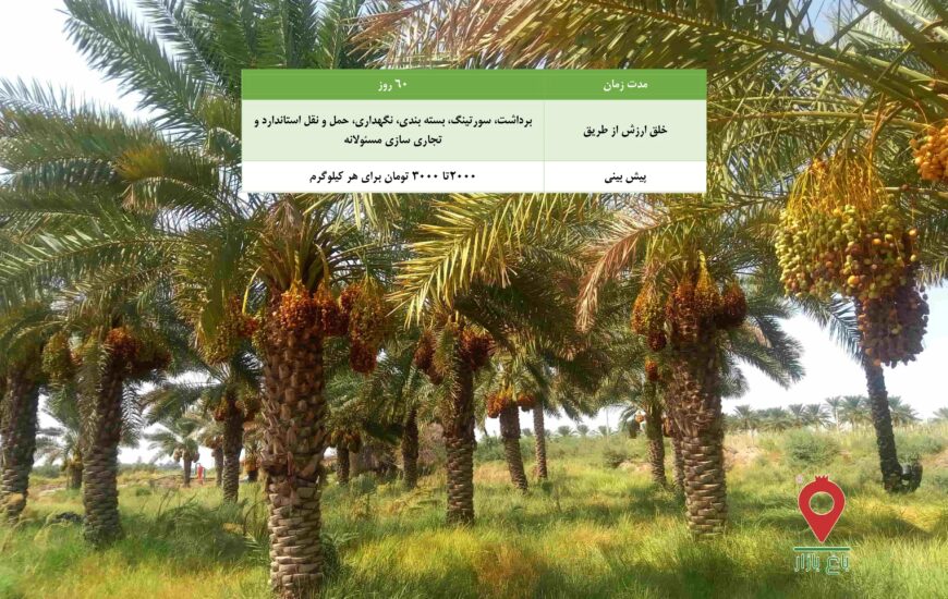 خرما مرداسنگ