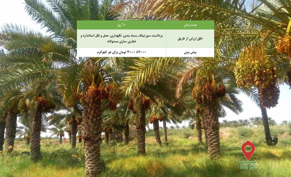 خرما مرداسنگ