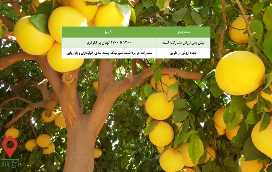 گریپ فروت توسرخ