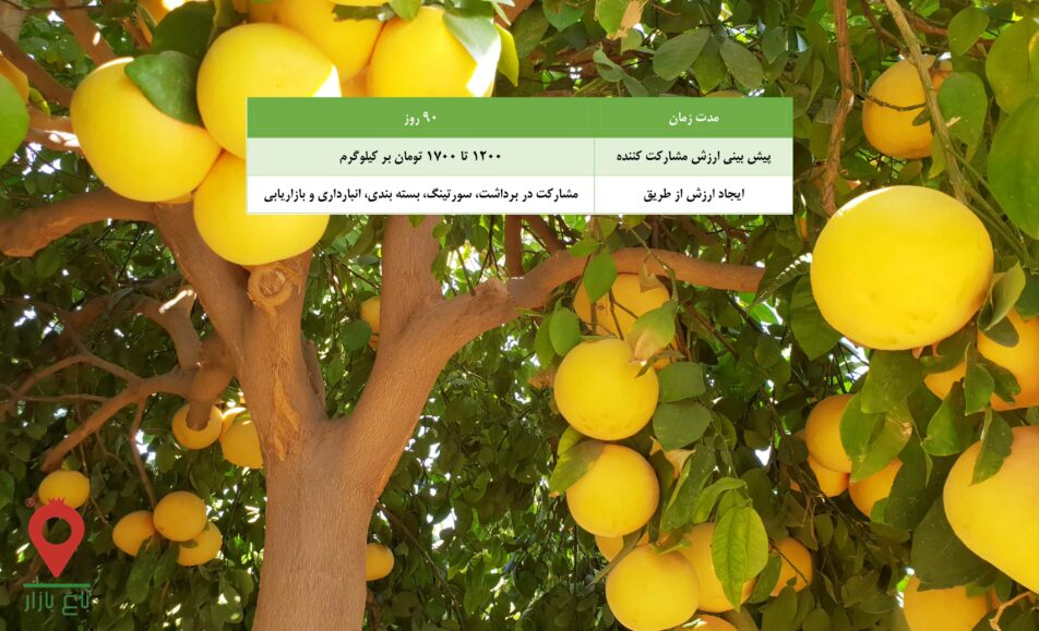 گریپ فروت توسرخ