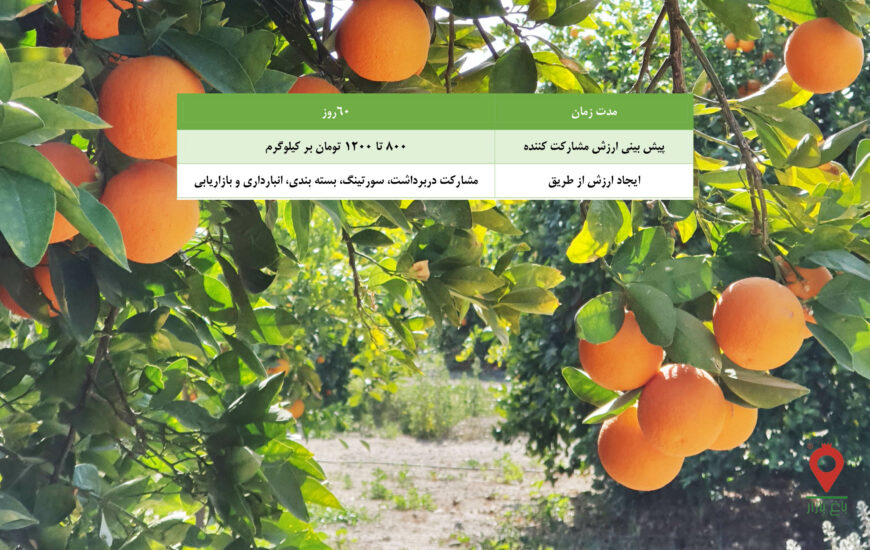 پرتقال رسمی