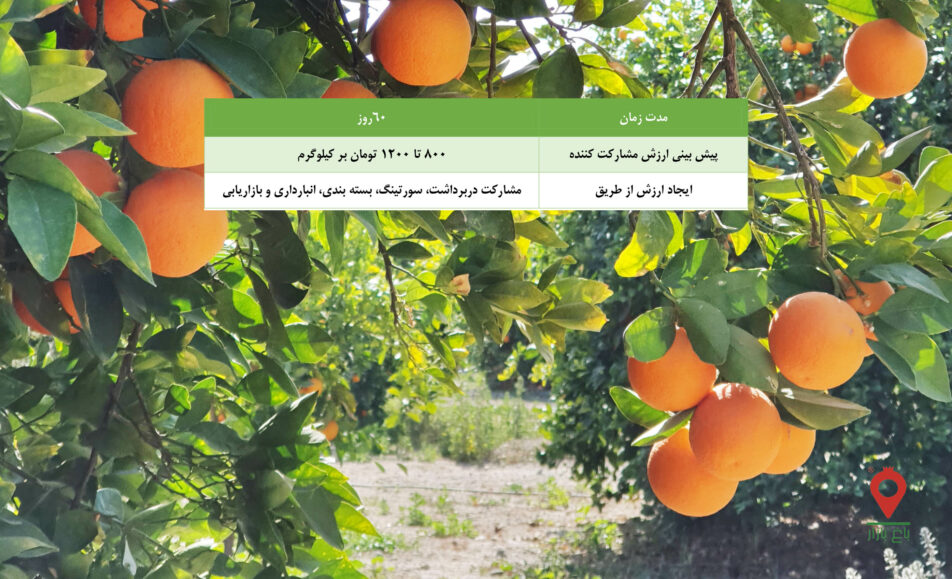 پرتقال رسمی