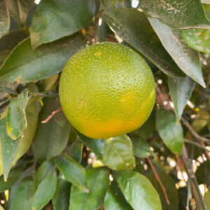 پرتقال رسمی