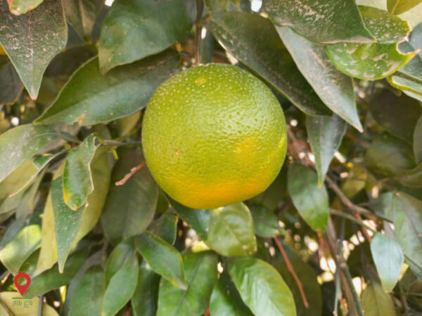 پرتقال رسمی پرتقال رسمی