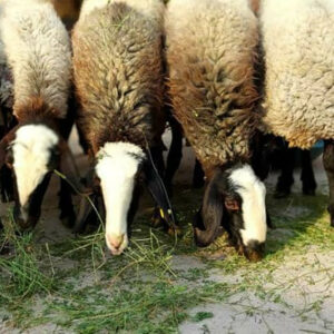 بره گوشتی شال