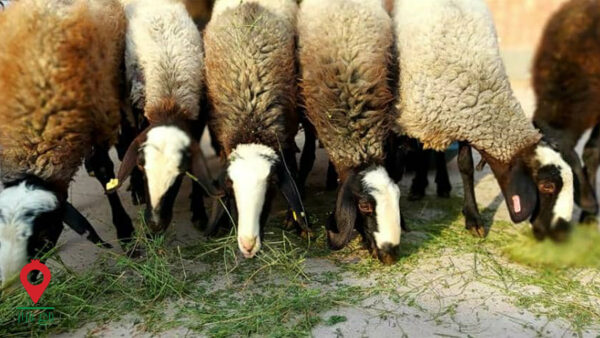 بره گوشتی شال بره گوشتی شال