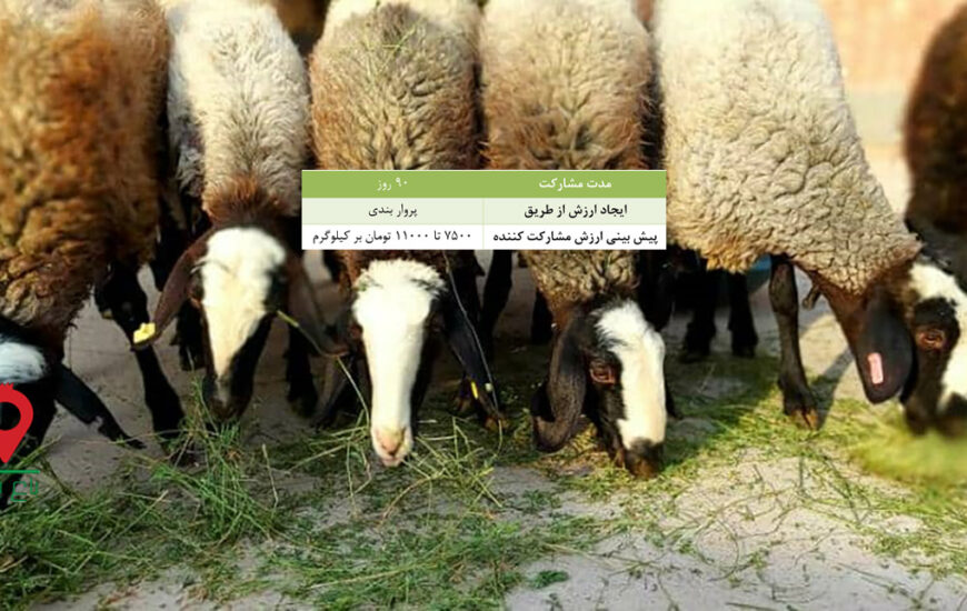 باغ بازار گوسفند شال