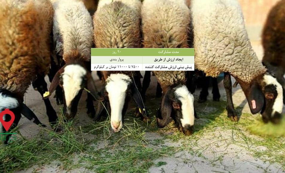 باغ بازار گوسفند شال