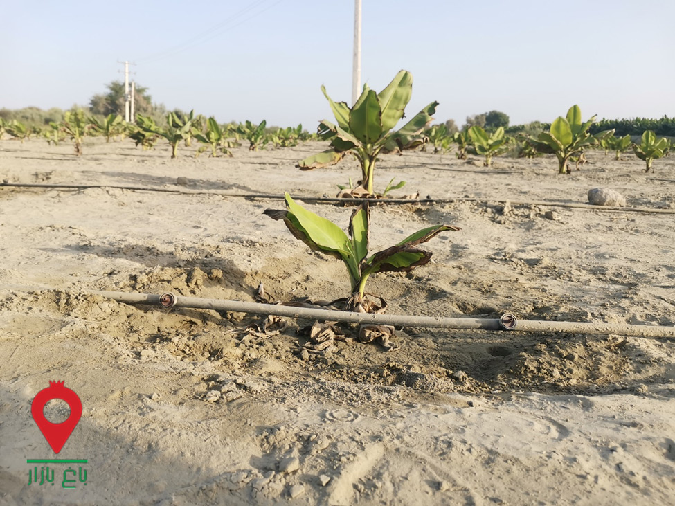 باغ بازار مشارکتی موز سیستان و بلوچستان