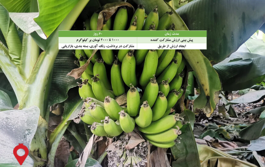 باغ بازار مشارکتی موز سیستان و بلوچستان