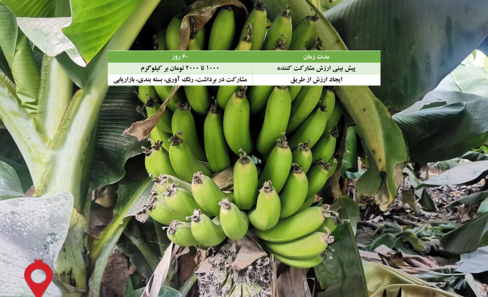 باغ بازار مشارکتی موز سیستان و بلوچستان