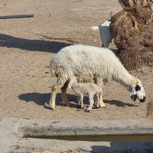 باغ بازار مشارکتی بره گوشتی بلوچی