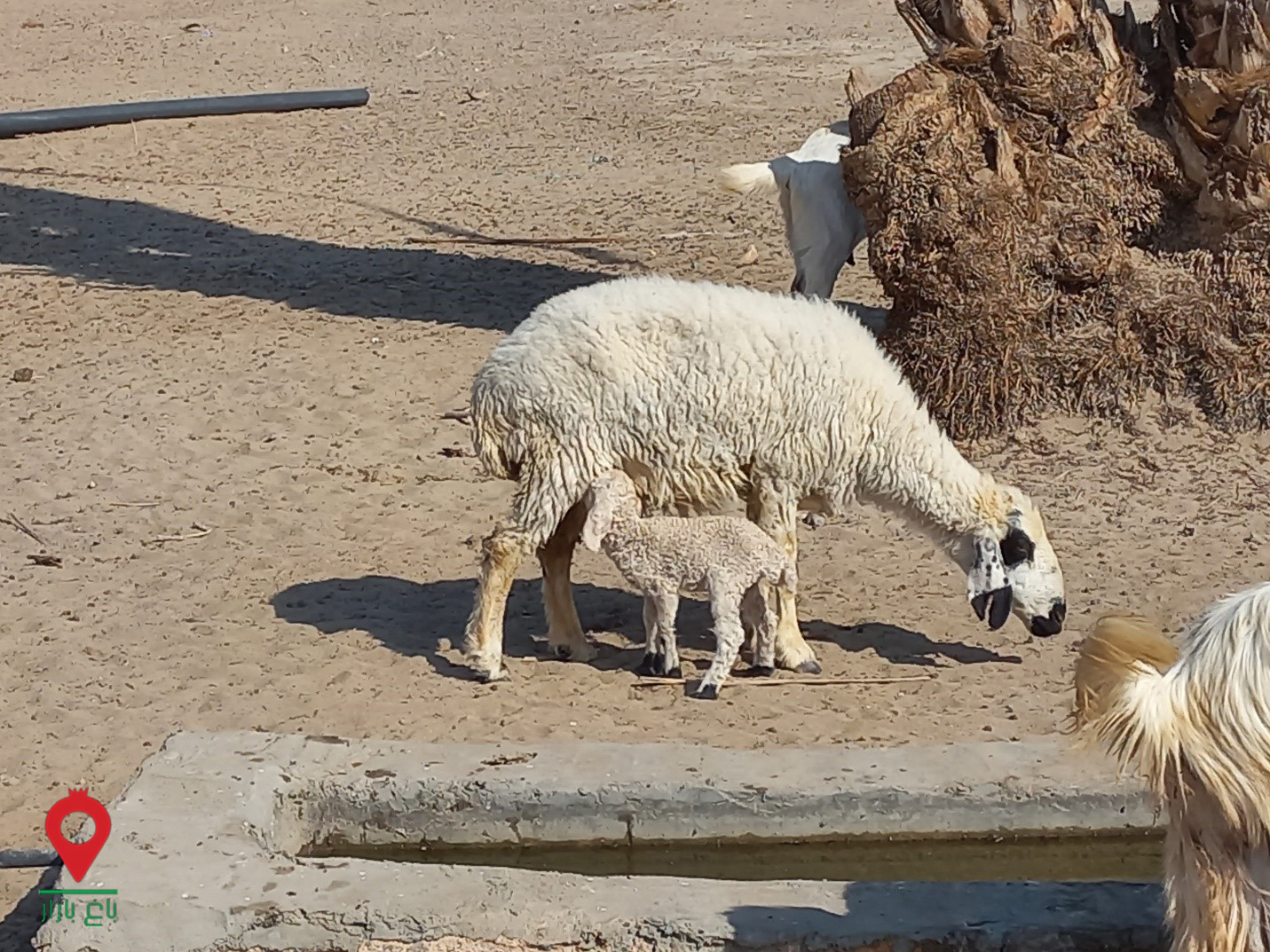 باغ بازار مشارکتی بره گوشتی بلوچی