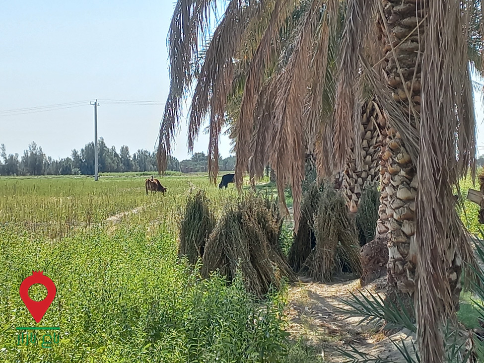 باغ بازار مشارکتی کنجد