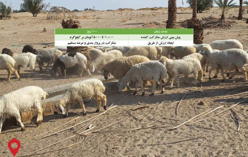 باغ بازار مشارکتی بره گوشتی بلوچی