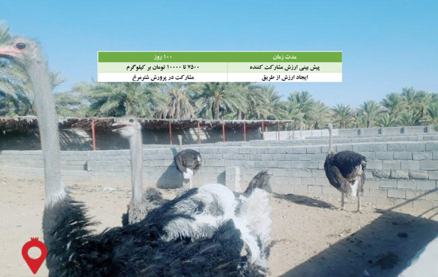 باغ بازار مشارکتی پرورش شترمرغ منوجان