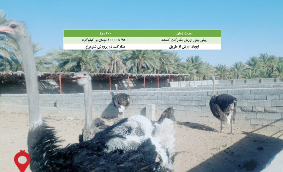 باغ بازار مشارکتی پرورش شترمرغ منوجان