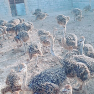 باغ بازار مشارکتی پرورش شترمرغ منوجان