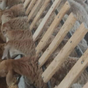 باغ بازار مشارکتی بره مغانی