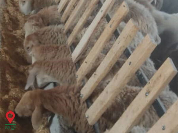 باغ بازار مشارکتی بره مغانی باغ بازار مشارکتی بره مغانی