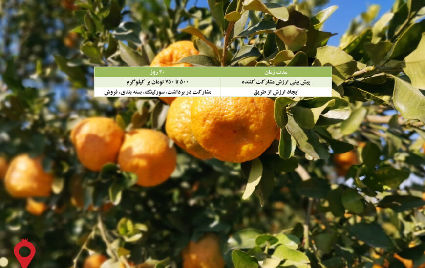 باغ بازار مشارکتی نارنگی جیرفت