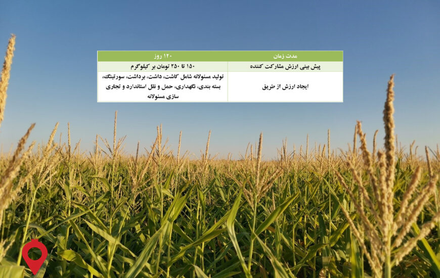 باغ بازار ذرت علوفه ای مشارکتی