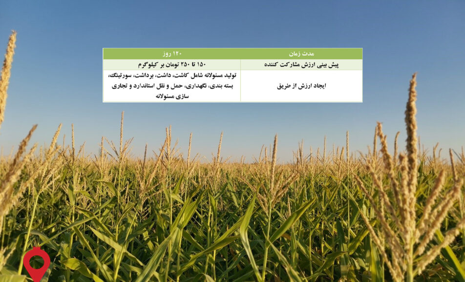 باغ بازار ذرت علوفه ای مشارکتی