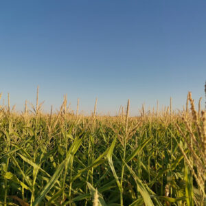 باغ بازار ذرت علوفه ای مشارکتی