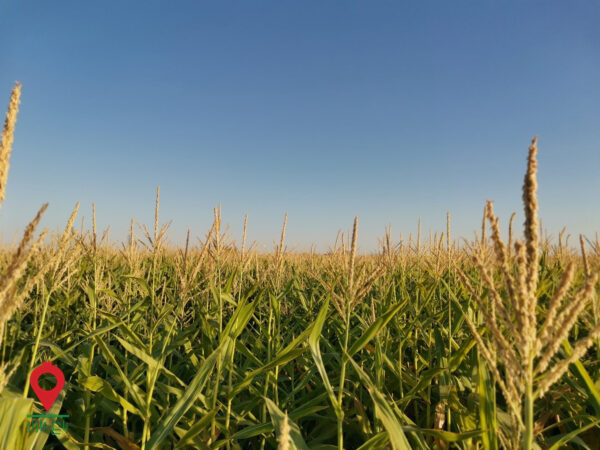 باغ بازار ذرت علوفه ای مشارکتی باغ بازار ذرت علوفه ای مشارکتی