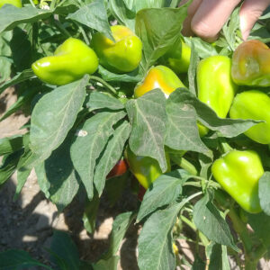 باغ بازار فلفل-قرمز-خشک