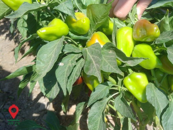 باغ بازار فلفل-قرمز-خشک باغ بازار فلفل-قرمز-خشک