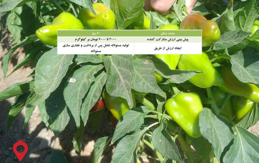 باغ بازار فلفل-قرمز-خشک