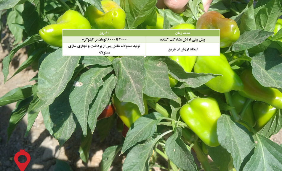 باغ بازار فلفل-قرمز-خشک