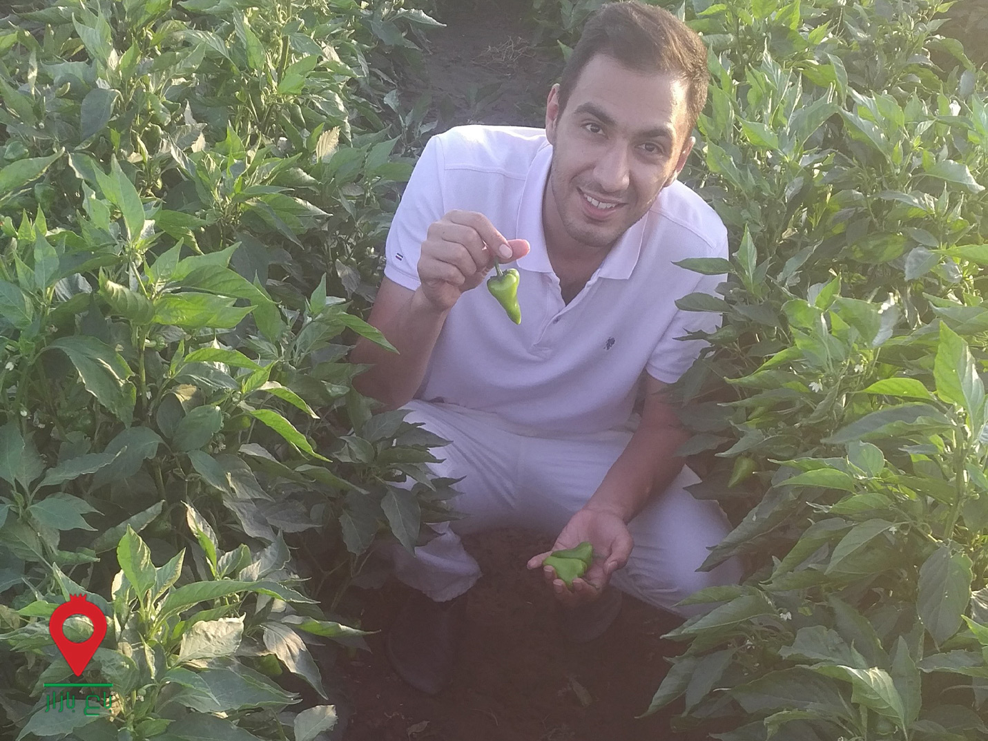 باغ بازار فلفل-قرمز-خشک