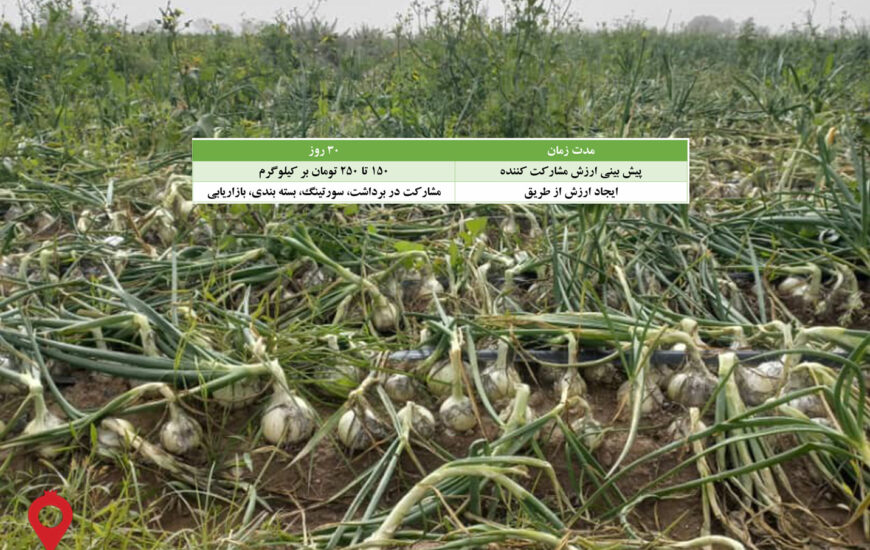 پیاز سفید جیرفت