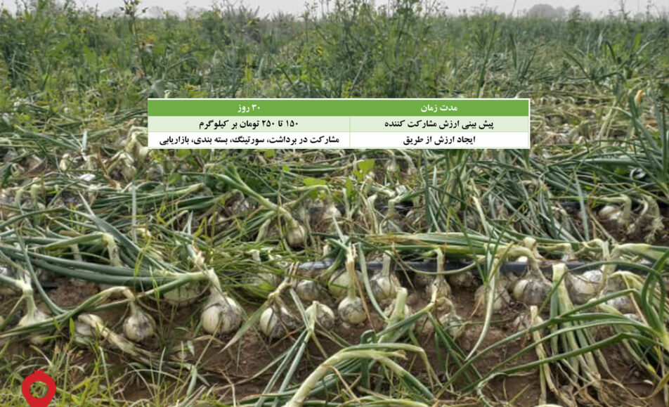 پیاز سفید جیرفت