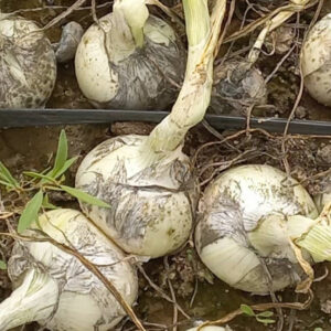 پیاز سفید جیرفت