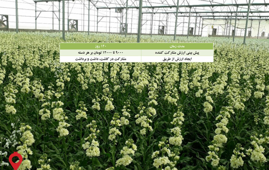 باغ بازار مشارکتی گل شب بو