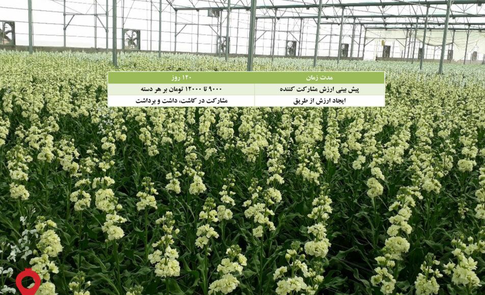 باغ بازار مشارکتی گل شب بو