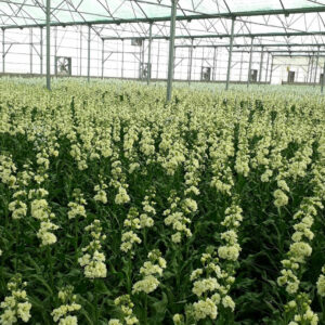 باغ بازار مشارکتی گل شب بو