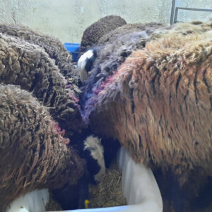 بره گوشتی شال-مشارکتی