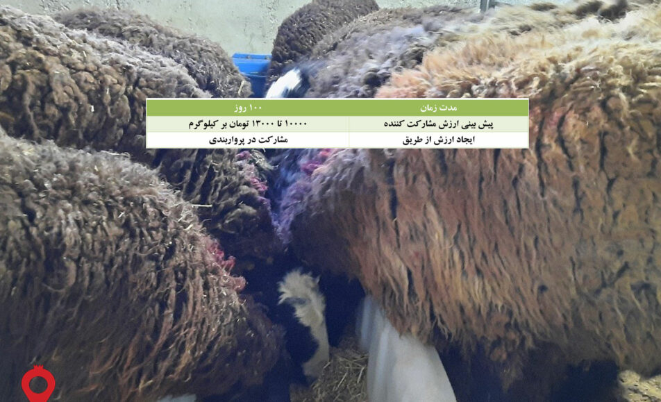 بره گوشتی شال