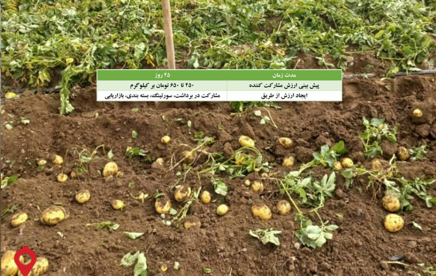 سیب زمینی جیرفت مشارکتی