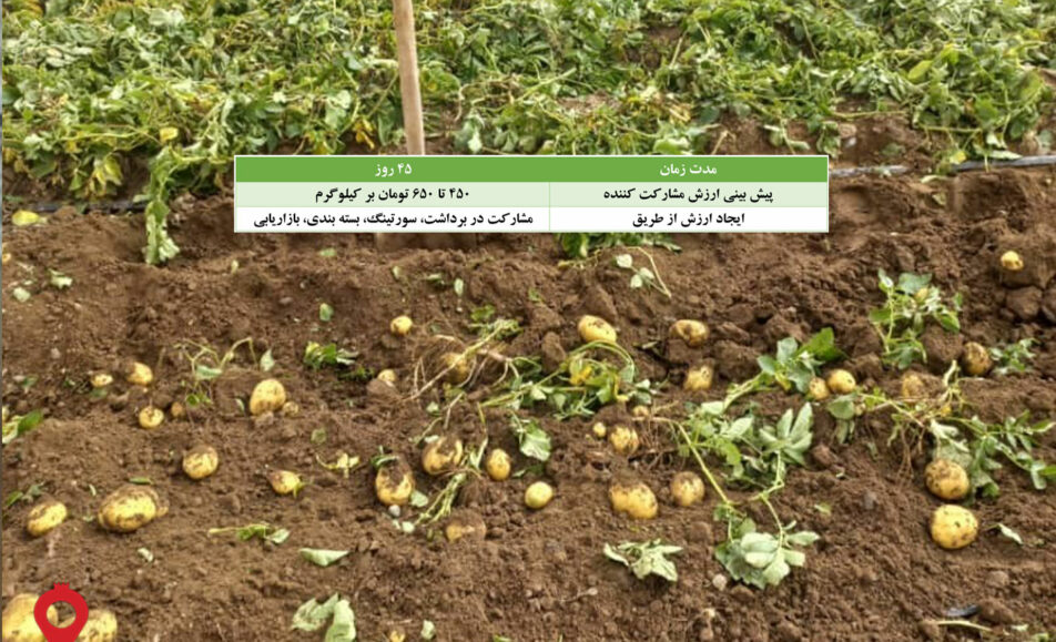 سیب زمینی جیرفت مشارکتی