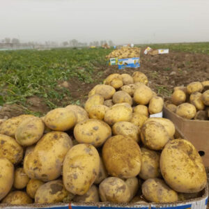 سیب زمینی جیرفت