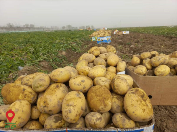سیب زمینی جیرفت سیب زمینی جیرفت